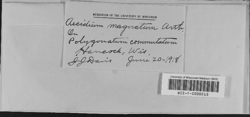 Aecidium magnatum image