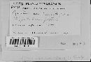 Albugo candida image
