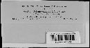 Albugo candida image