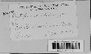 Albugo candida image