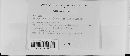Albugo candida image