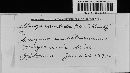 Albugo candida image