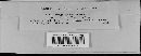 Albugo candida image