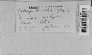 Albugo candida image