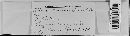 Albugo candida image