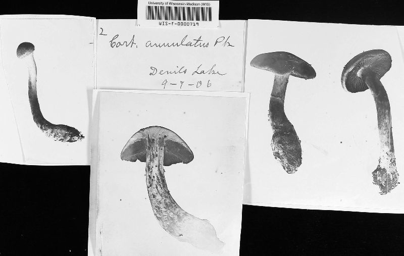 Cortinarius annulatus image
