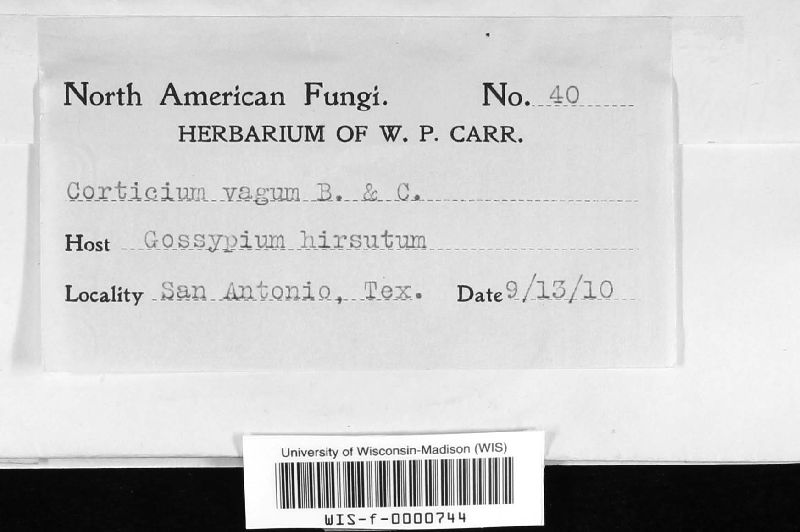 Botryobasidium vagum image