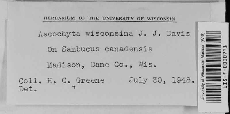 Ascochyta wisconsina image