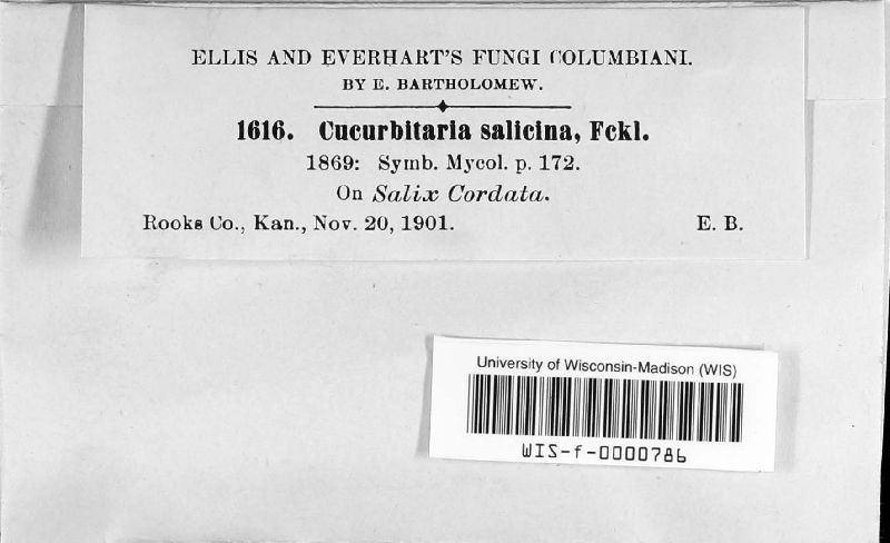 Cucurbitaria salicina image