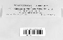 Coleosporium asterum image