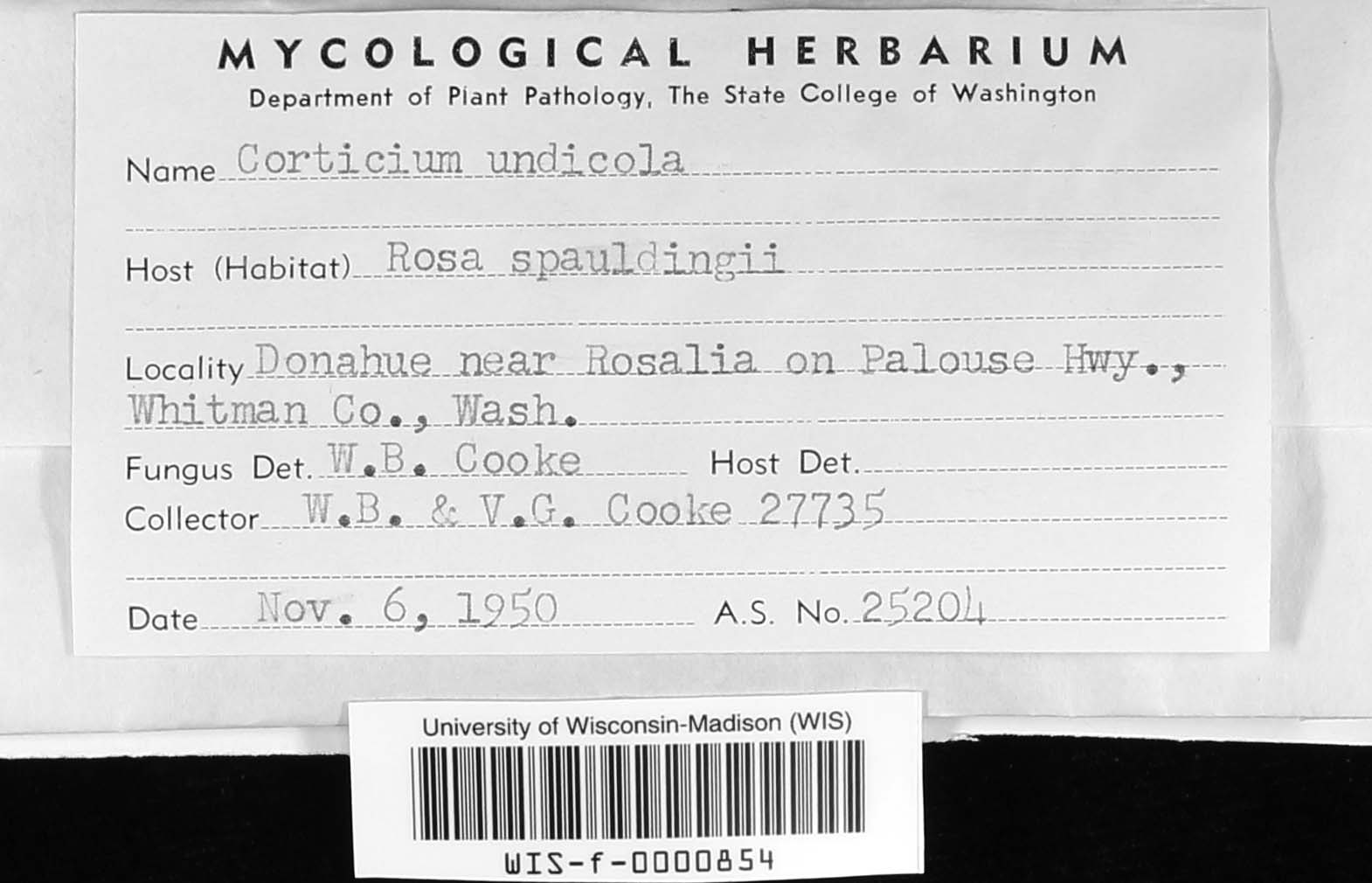 Melzericium udicola image