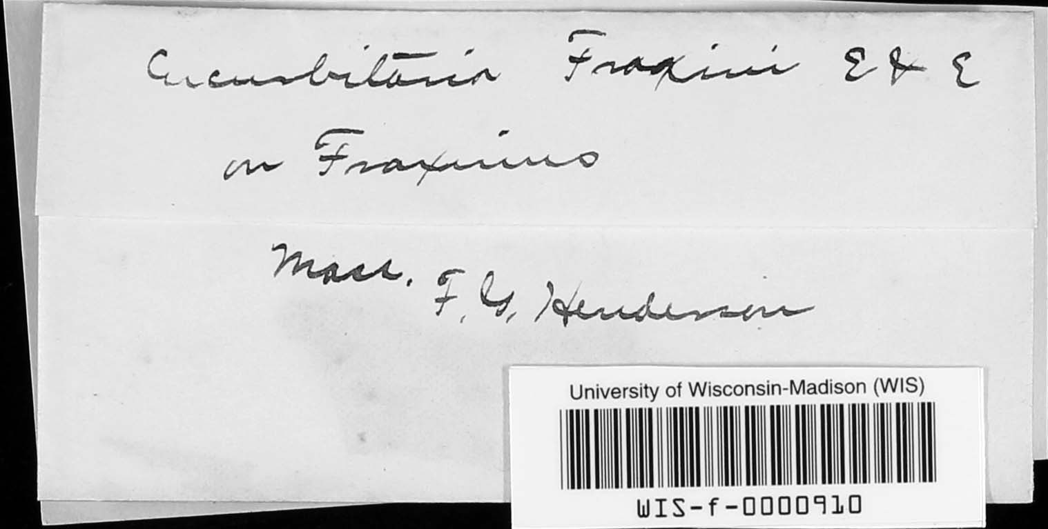 Cucurbitaria fraxini image