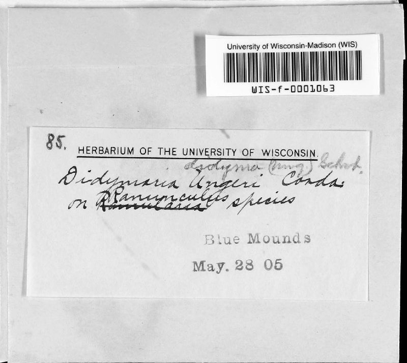 Ramularia didyma image