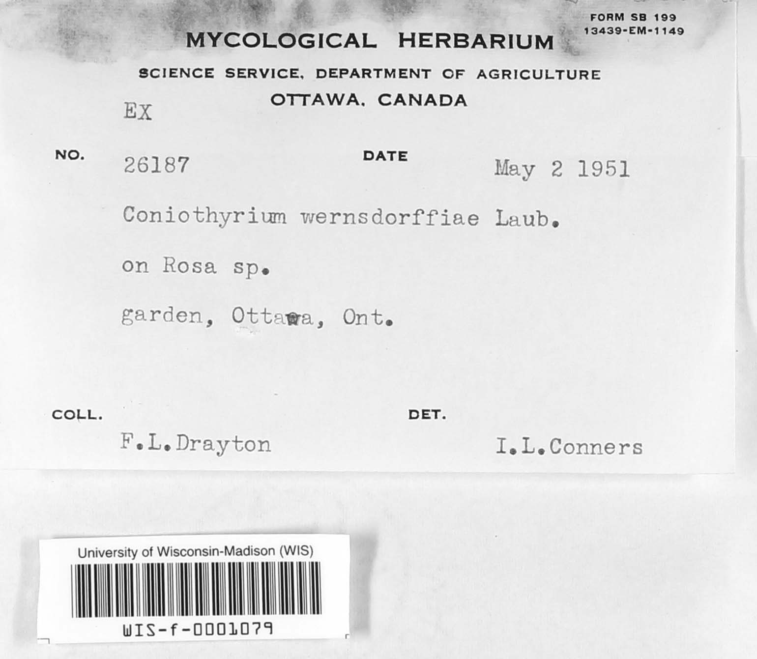 Coniothyrium wernsdorffiae image