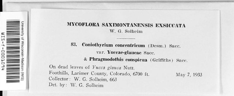 Coniothyrium concentricum image