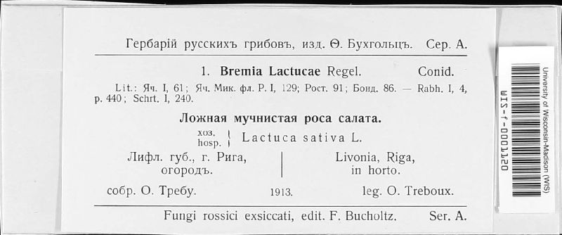 Bremia lactucae image