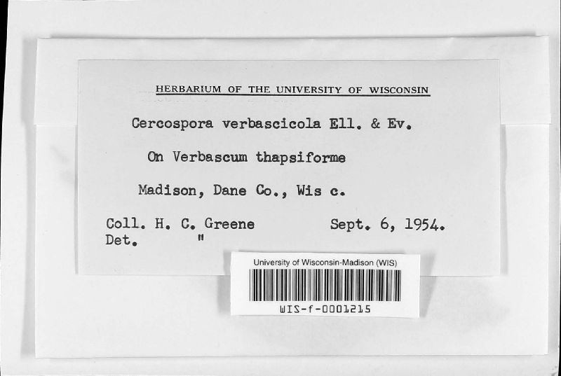 Cercospora verbascicola image