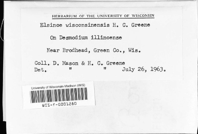Elsinoë wisconsinensis image
