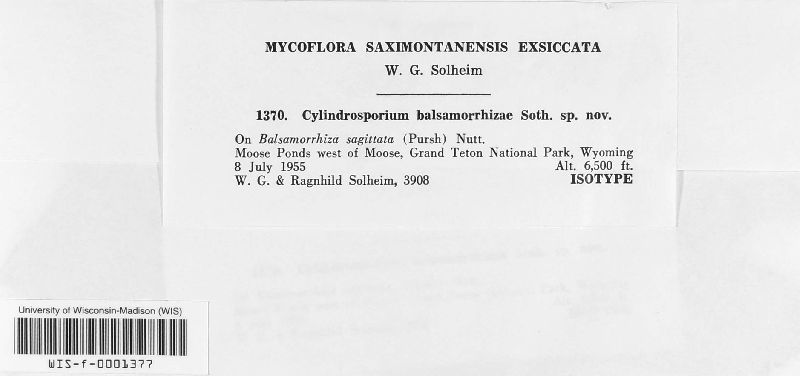 Cylindrosporium balsamorrhizae image