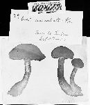 Cortinarius annulatus image