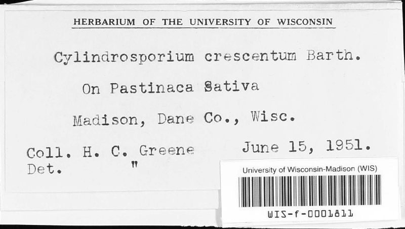 Phloeospora crescentium image