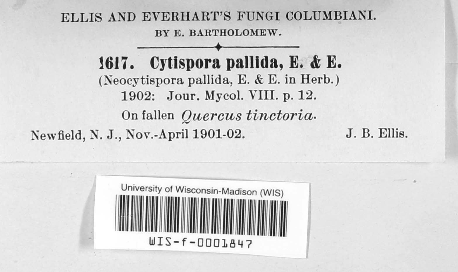 Cytospora pallida image