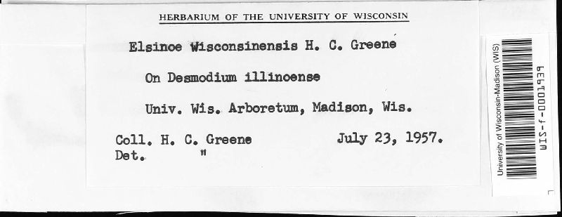 Elsinoë wisconsinensis image