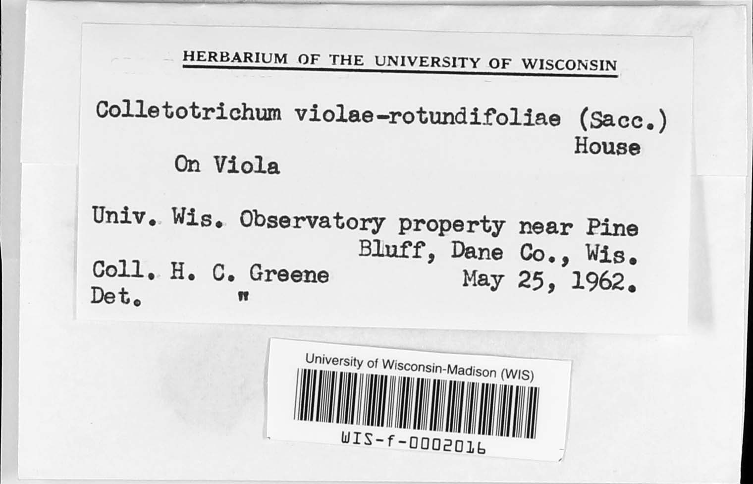 Colletotrichum violae-rotundifoliae image