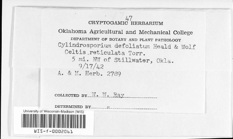 Cylindrosporium defoliatum image