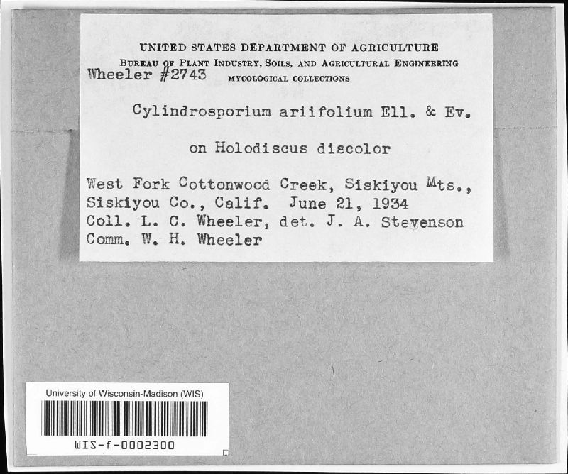 Cylindrosporium ariaefolium image
