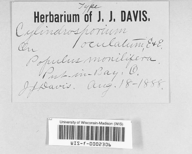 Davidiella populorum image