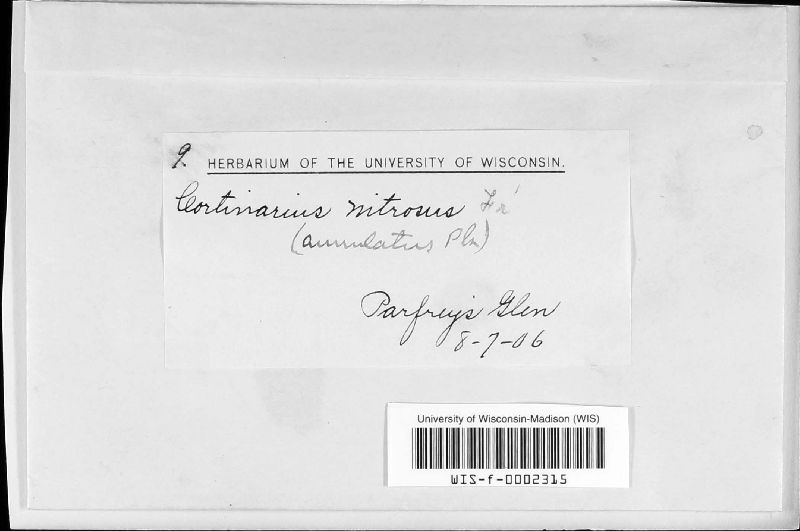 Cortinarius nitrosus image