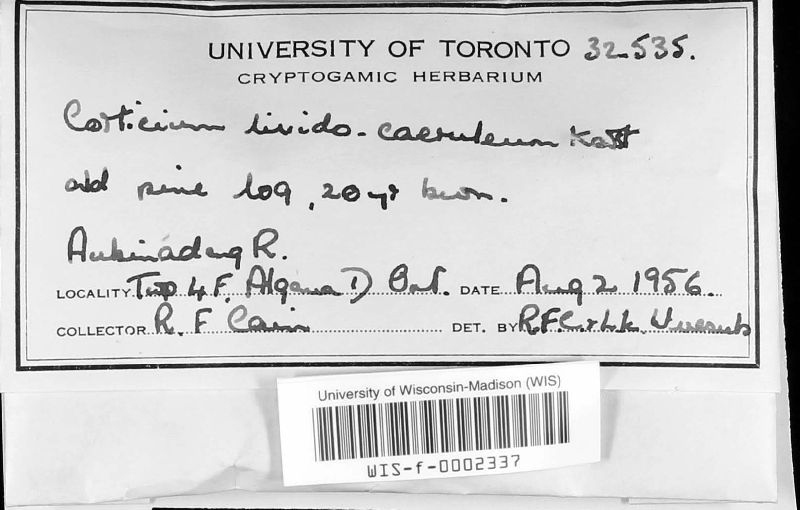 Corticium lividocaeruleum image