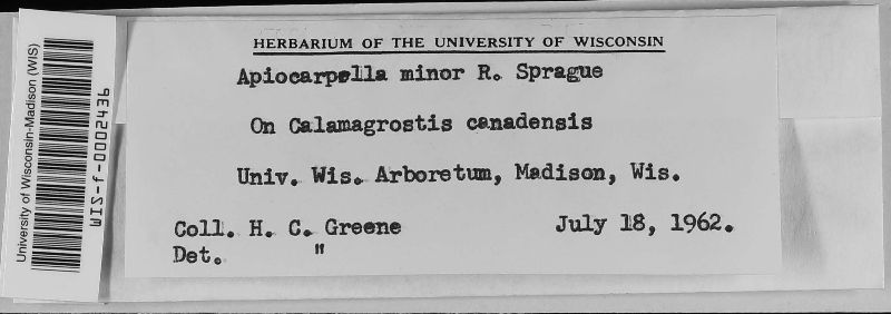 Apiocarpella minor image
