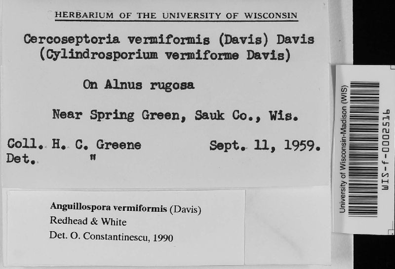 Anguillosporella vermiformis image