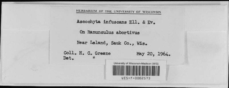 Ascochyta infuscans image