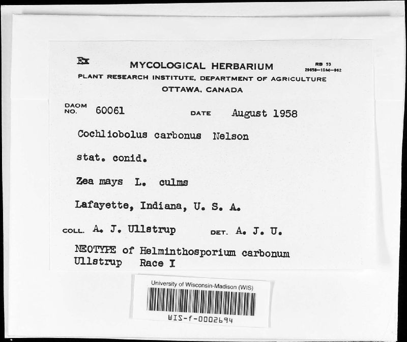Cochliobolus carbonum image