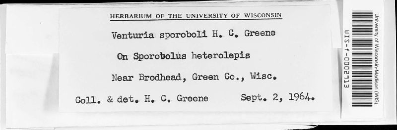 Coleroa sporoboli image