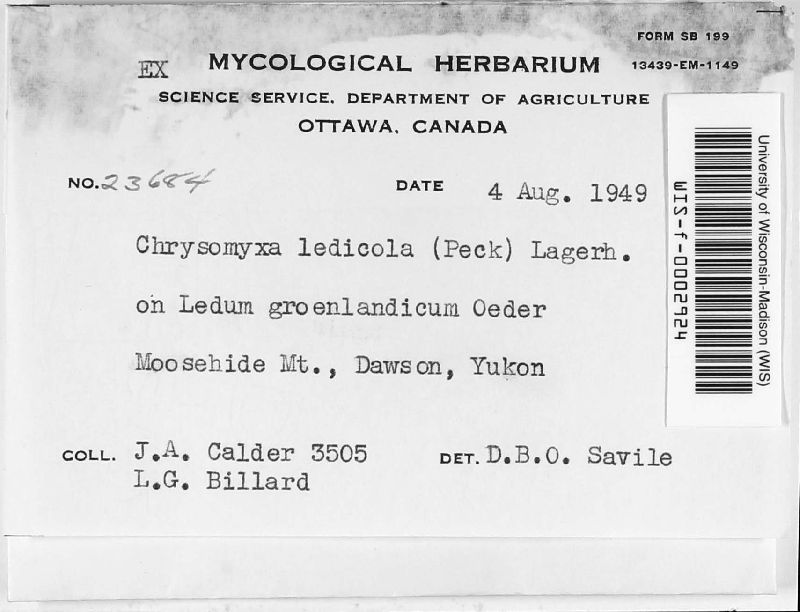 Chrysomyxa ledicola image