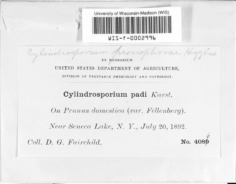 Cylindrosporium prunophorae image