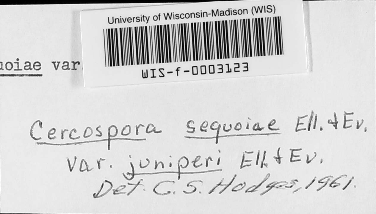 Pseudocercospora juniperi image