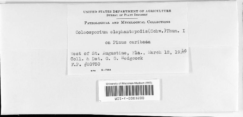 Coleosporium elephantopodis image