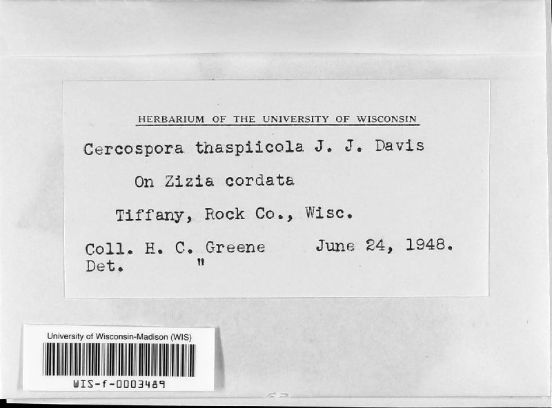 Cercospora thaspiicola image
