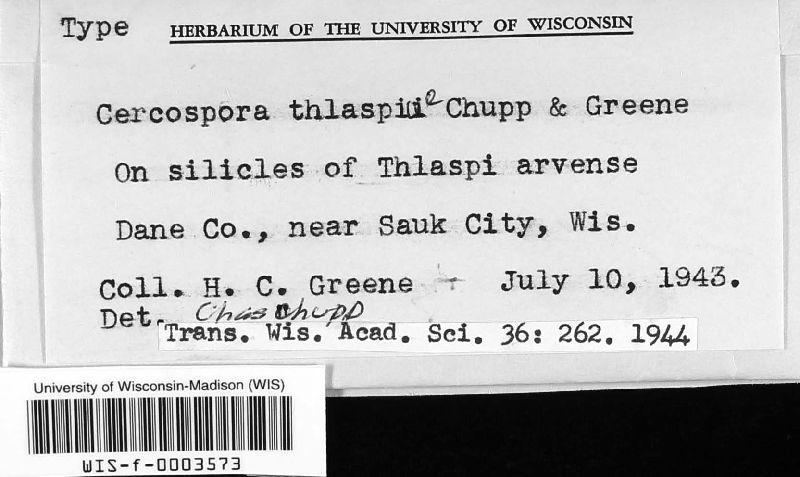 Cercospora thlaspeos image