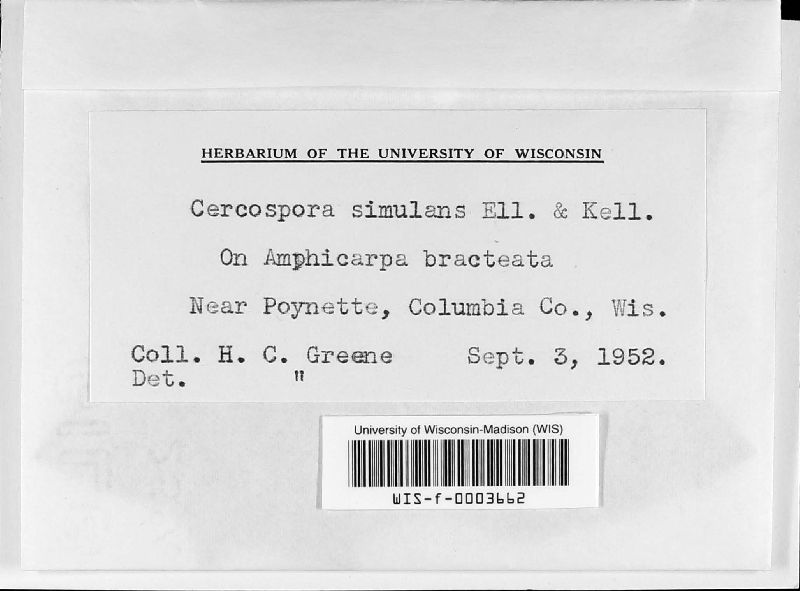 Cercospora simulans image