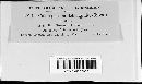 Coleosporium asterum image