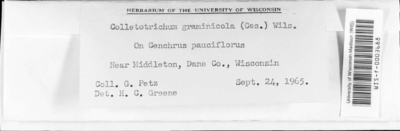 Glomerella graminicola image