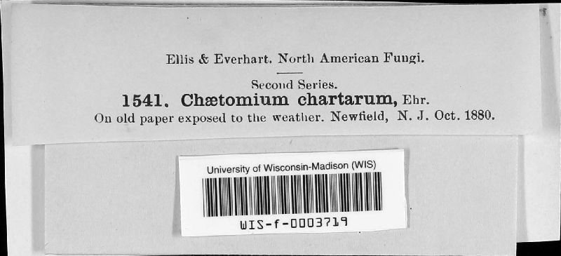 Ascotricha chartarum image