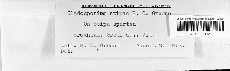 Stenella stipae image