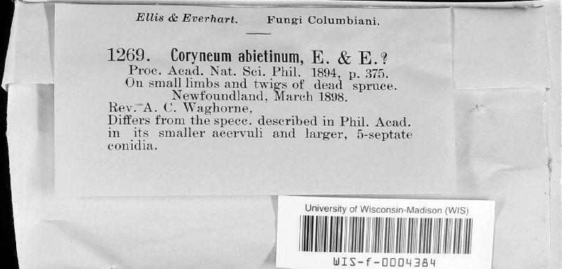 Coryneum abietinum image